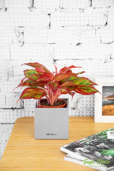 Аглаонема Крит в CANTO STONE 14