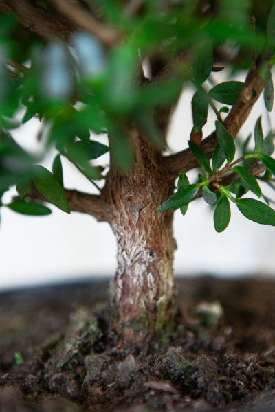 Мирт в PURO 20 Мирт в PURO 20