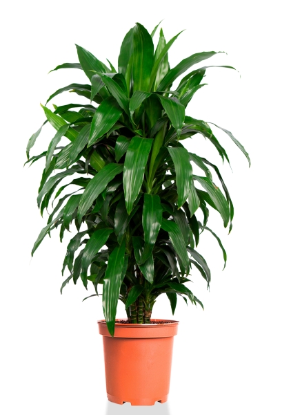 Драцена Джанет Крейг бранч 27/120 см