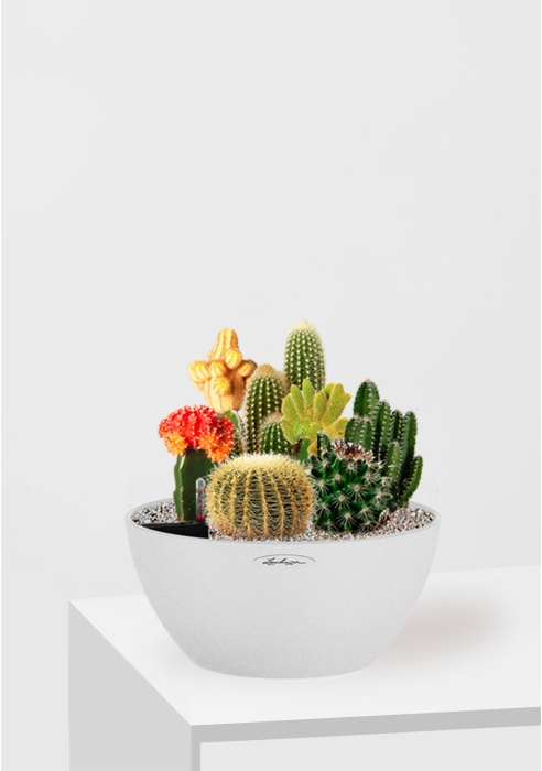 Композиция с кактусами CUBETO COLOR 30/25 см Песочный белый