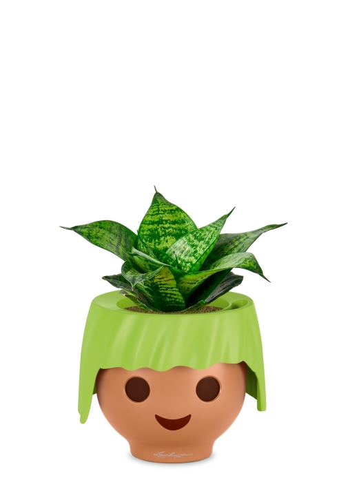 Сансевиерия Ханни 12/25 в OJO, зеленый