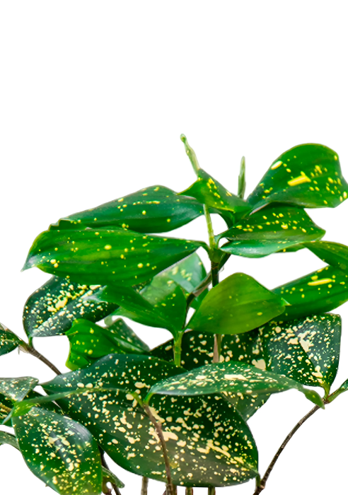 Драцена Суркулоза в PURO 20