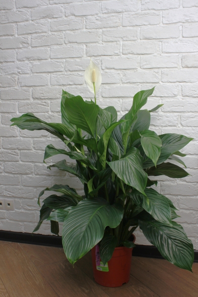 Спатифиллум Свит 24/100 см в CLASSICO LS 28