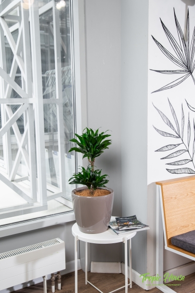 Драцена Компакта в CLASSICO LS 28 Драцена Компакта в CLASSICO LS 28