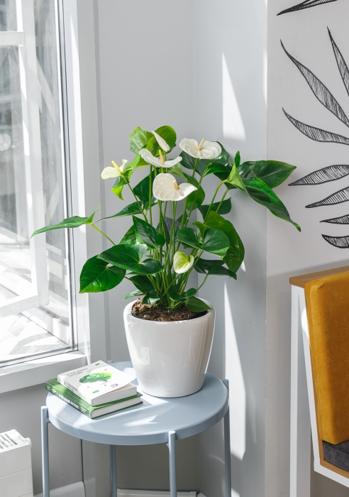Антуриум Андрианум белый 17/60 см