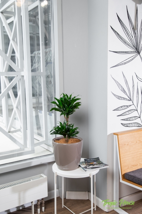 Драцена Компакта в CLASSICO LS 28