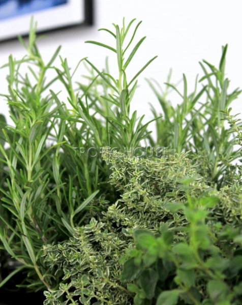 Пряные травы в Cottage 50