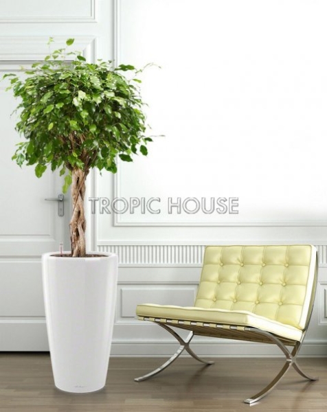 Фикус Экзотика переплетенный в RONDO 40 Фикус Экзотика переплетенный в RONDO 40