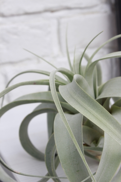 Тилландсия Ксерографика