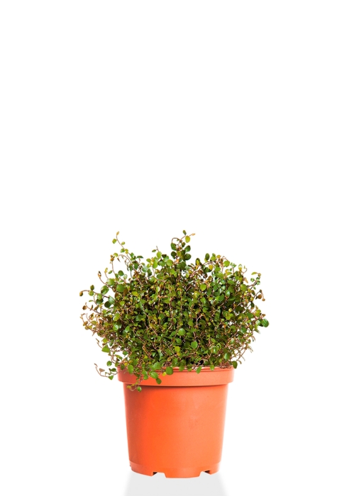 Мюленбекия 12/20 см