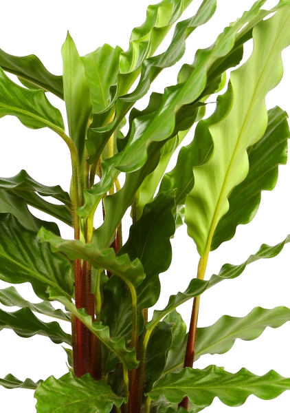 Калатея Руфибарба 12/50 см в CUBE GLOSSY KISS 14