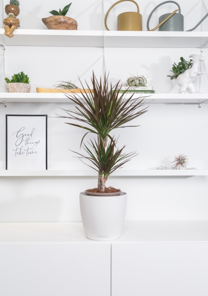 Драцена Маргината Маджента 2 ствола 17/75 см