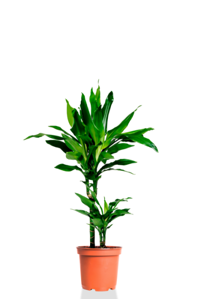 Драцена Джанет Линд 2 ствола 17/70 см