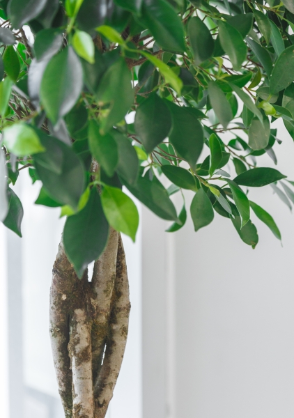 Фикус Бенджамина Нитида переплетенный 40/160 см