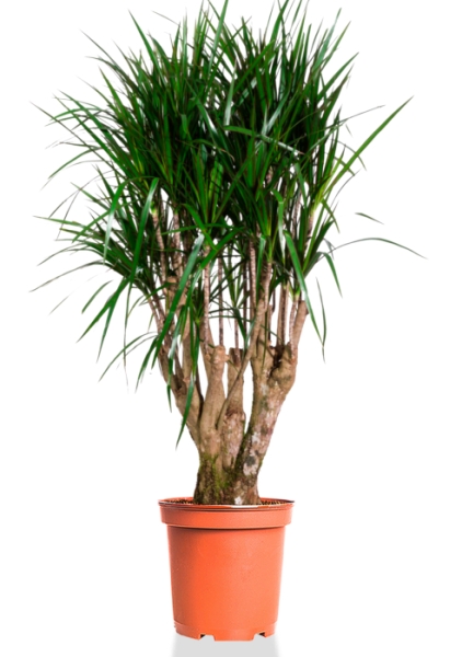 Драцена Маргината бранч 35/180 см