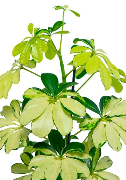 Шеффлера Мелани 12/40 в CUBE COLOR 14