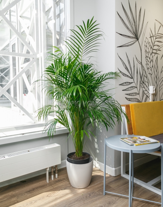 Хризалидокарпус в CLASSICO 28