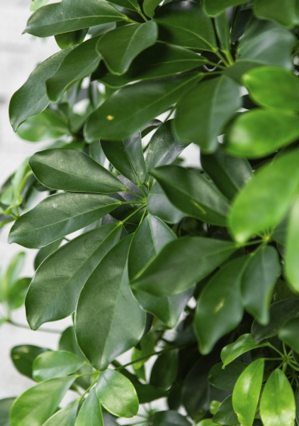 Шеффлера Компакта бранч 40/140 см в CLASSICO LS 43