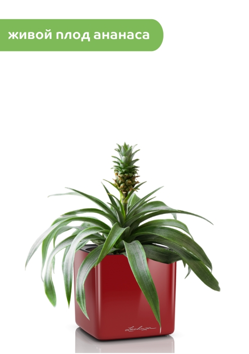 Ананас в CUBE GLOSSY 14, ярко-красный блестящий