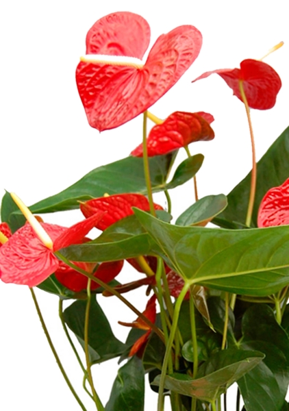 Антуриум Чемпион Красный в CLASSICO COLOR 21 Антуриум Чемпион Красный в CLASSICO COLOR 21