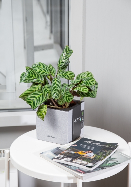 Ктенанта Бурле 12/25 см