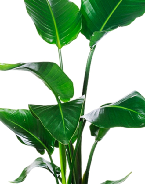 Стрелиция Николай 19/90 в CANTO Stone low 30