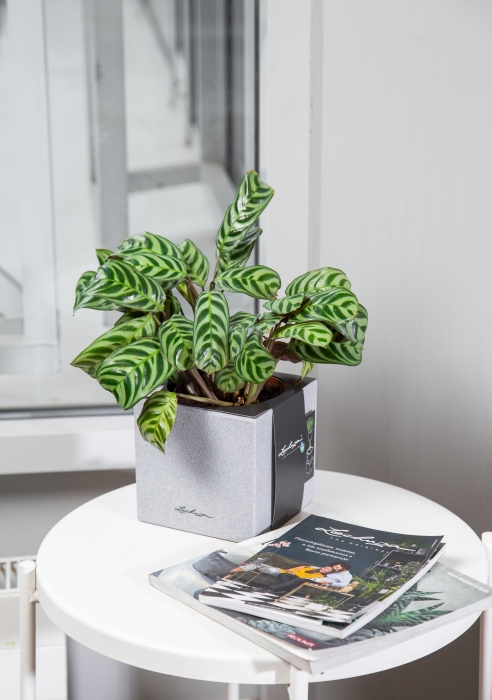 Ктенанта Бурле 12/25 см