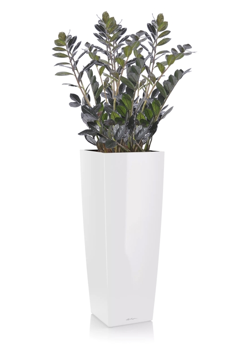 Замиокулькас Равен в CUBICO ALTO 40, белый блестящий