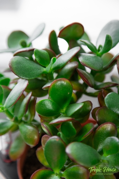 Крассула Овата Сансет 12/20 см в CUBE COLOR 14 Крассула Овата Сансет 12/20 см в CUBE COLOR 14