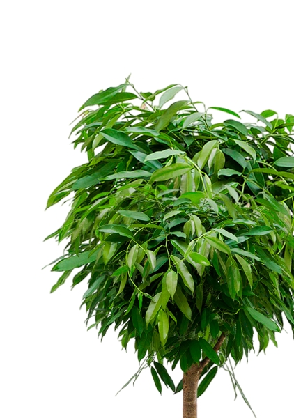 Фикус Биннендийка Амстел Кинг на стволе 55/320 см