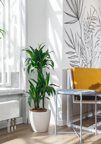 Драцена Джанет Крейг 3 ствола 21/110 см Драцена Джанет Крейг 3 ствола 21/110 см