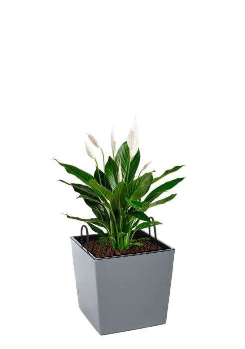 Спатифиллум 17/70 см в Juka 19x19, серый бетон