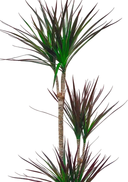 Драцена Маргината Маджента 3 ствола 21/110 см в RONDO 32