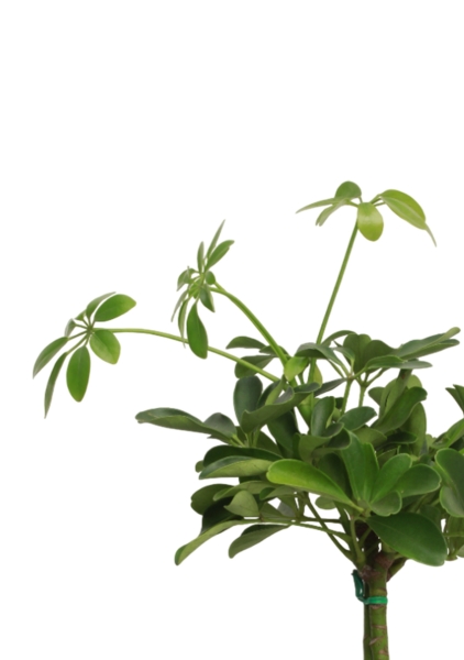 Шеффлера на стволе 14/45 см в CLASSICO COLOR 18