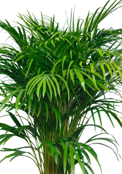 Хризалидокарпус Арека 24/160 см в LAMELA MIRA tall 30