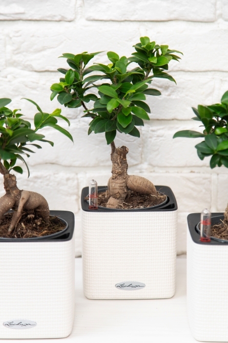 Набор "Бонсай" в CUBE 14