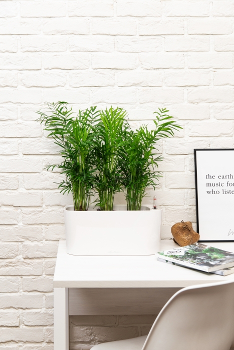 Хамедорея в DELTA 20