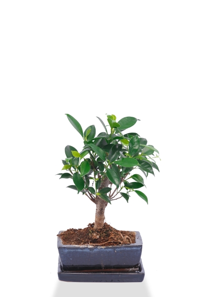 Бонсай Фикус Ретуза 15/25 см Бонсай Фикус Ретуза 15/25 см