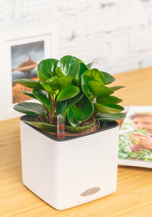 Пеперомия Грин в CUBE GLOSSY 14