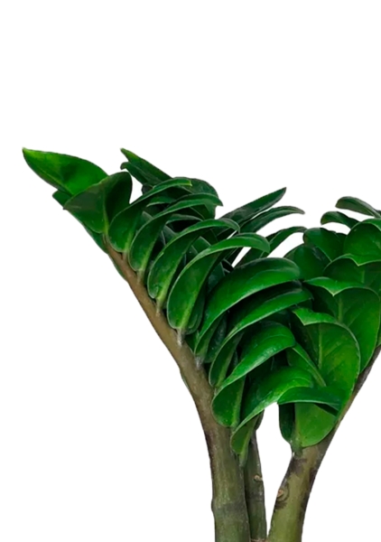 Замиокулькас Зензи 6/15 см