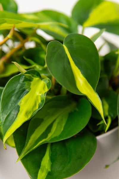 Филодендрон Сканденс Бразил 17/30 см