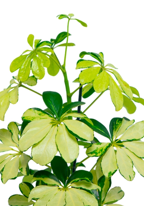 Шеффлера Мелани 12/40 в CUBE GLOSSY KISS 14