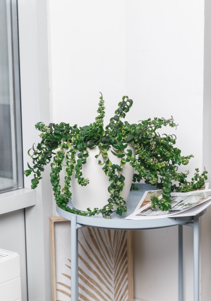 Эсхинантус в CLASSICO COLOR 21 Эсхинантус в CLASSICO COLOR 21