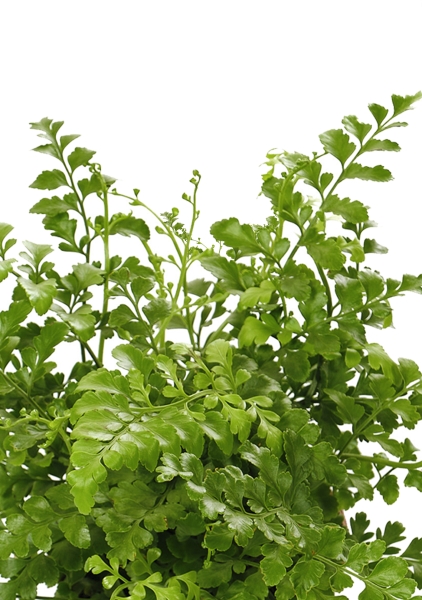 Папоротник Парвати в PURO 20 Папоротник Парвати в PURO 20