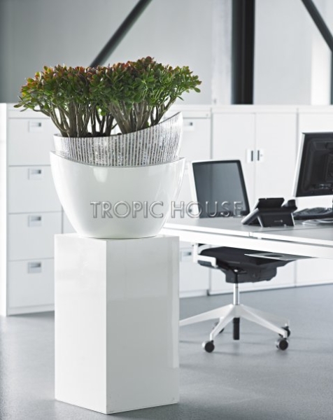 Крассула Овата Минор 25/40 см