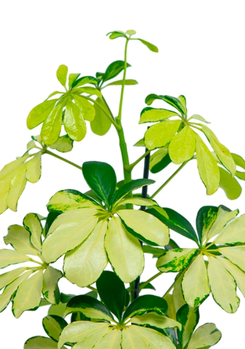 Шеффлера Мелани 12/40 в OJO