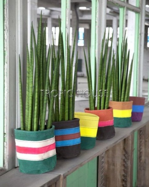 Набор из 3-х мини сансевиерий 10/25 см