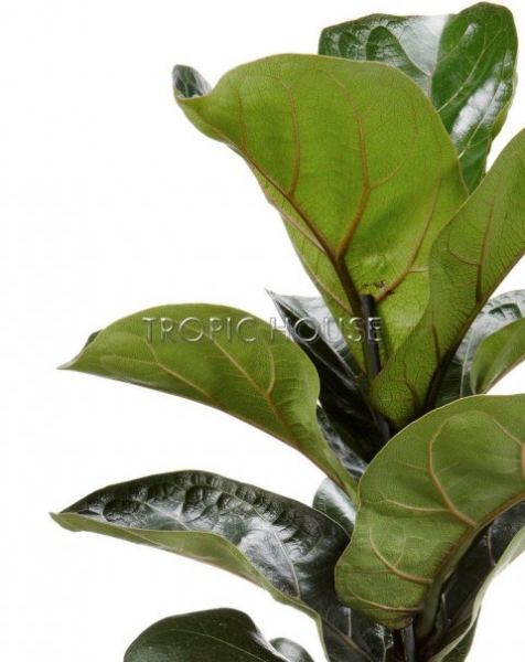 Фикус Лирата в DELTA 20 Фикус Лирата в DELTA 20