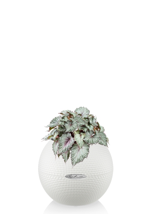 Бегония Белиф Хавайн Сильвер 13/25 см в PURO 20, белый