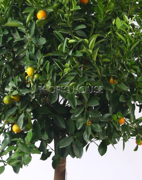 Цитрус Каламондин в CLASSICO COLOR 60